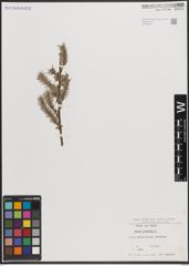 Foto von Salix cinerea L.